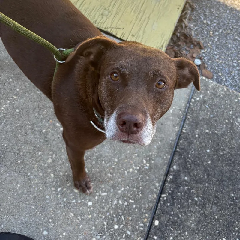An adult medium-sized female Mixed Breed dog named Malika for adoption in Milton, FL