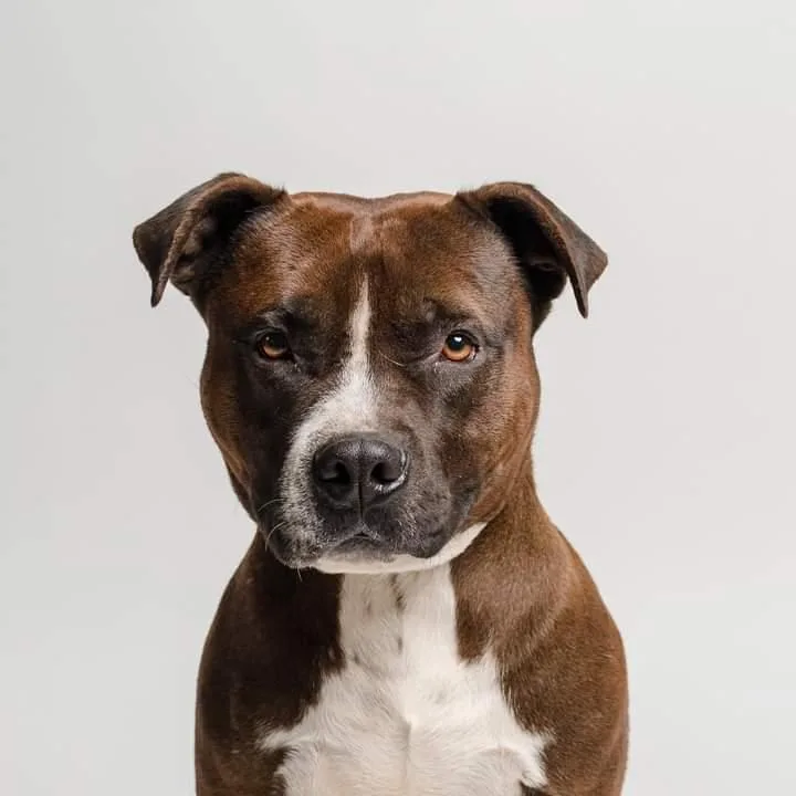 An adult large-sized male Brindle Pit Bull Terrier dog named Sam for adoption in Manvel, TX