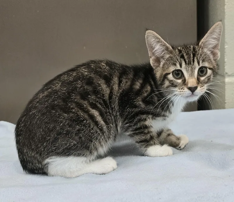 A baby medium-sized female Tabby (Brown / Chocolate) Domestic Short Hair cat named Amelia for adoption in Amityville, NY