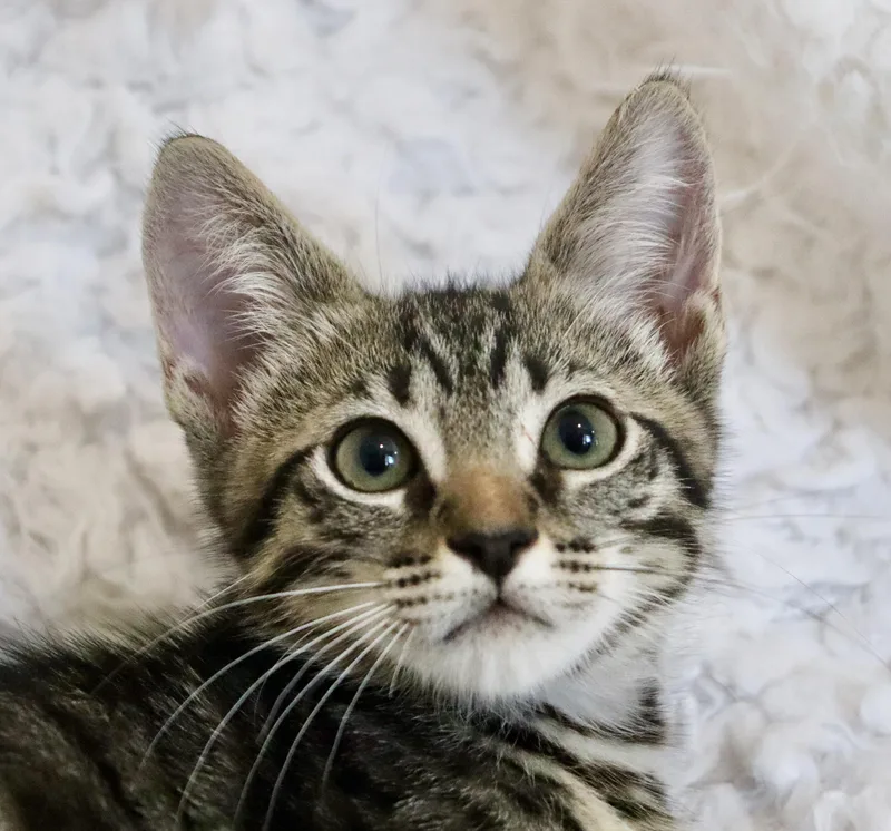 A baby medium-sized male Tabby (Buff / Tan / Fawn) Tabby cat named Tyson for adoption in Saint Augustine, FL