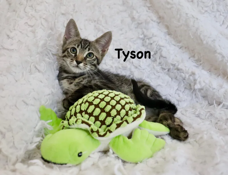 Tyson thumbnail 2