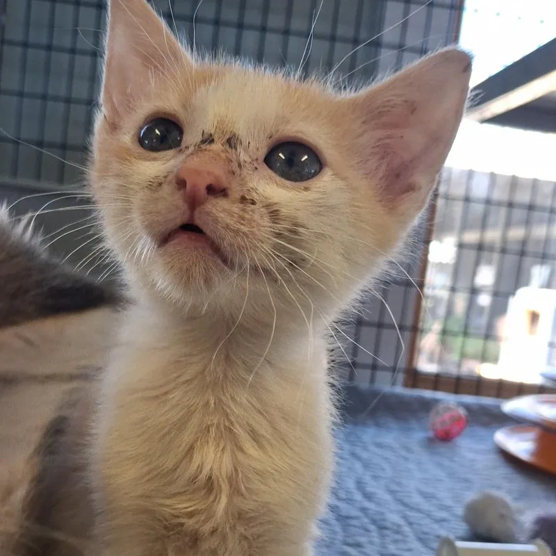 A baby small-sized male Orange / Red American Shorthair cat named Soprano for adoption in Freeport, FL