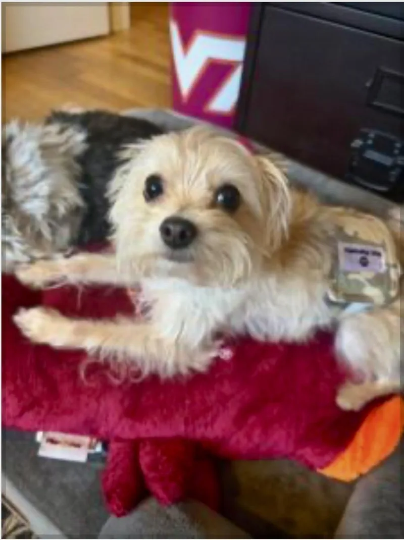An adult small-sized female Maltese dog named Teddy Graham for adoption in Norfolk, VA