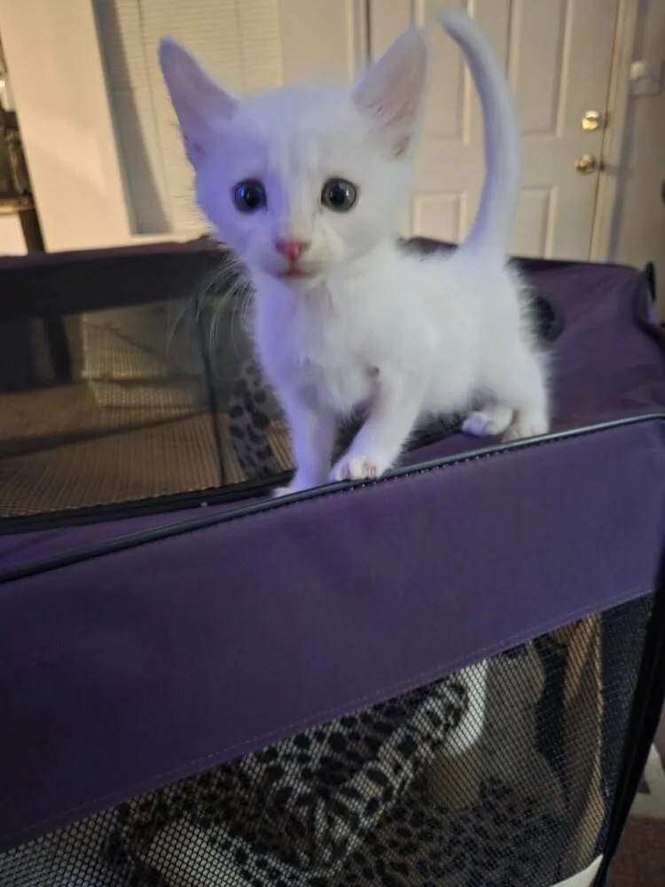 A baby small-sized male White Domestic Short Hair cat named Stratus for adoption in Lancaster, CA