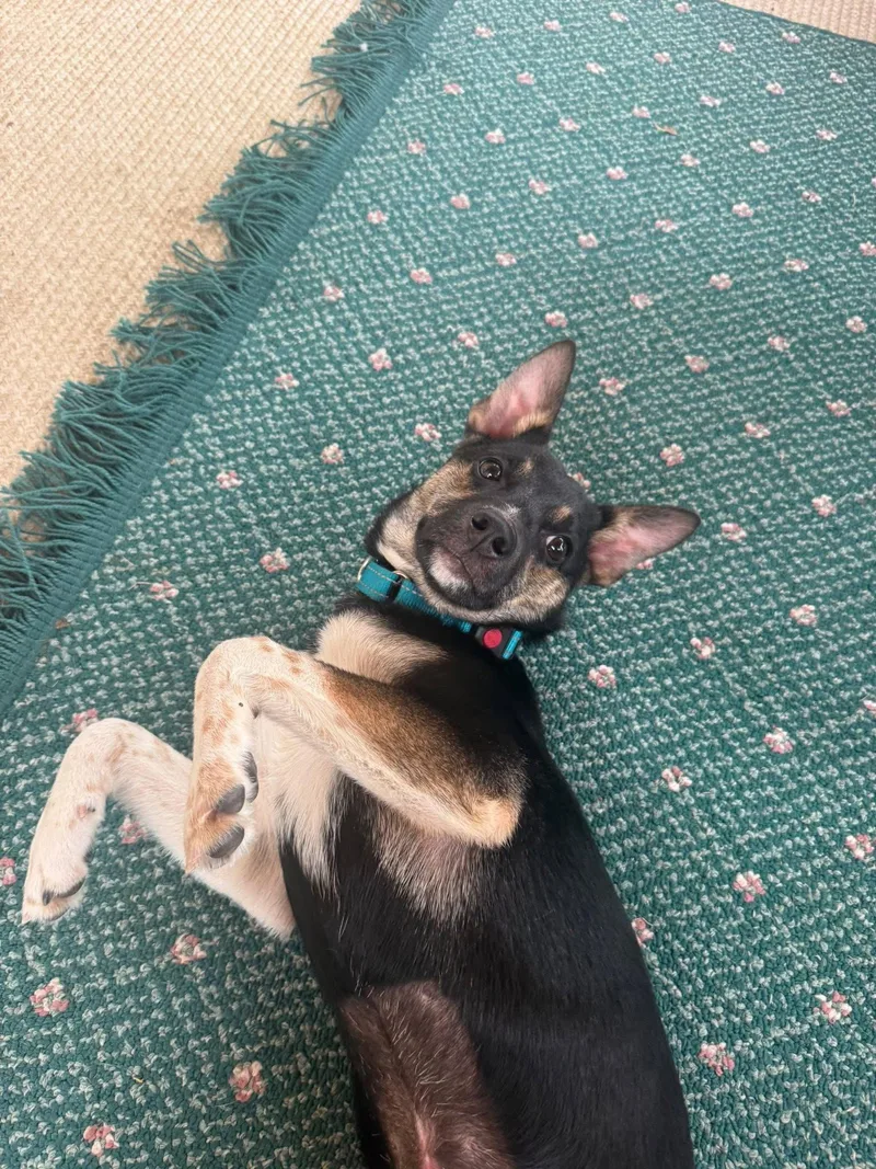 A baby small-sized female Chihuahua dog named Missy for adoption in New London, WI