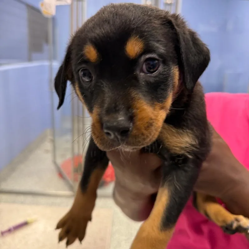 A baby small-sized female Black Mixed Breed dog named Tiana for adoption in Madisonville, TN