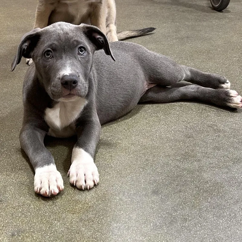 A baby medium-sized female Gray / Blue / Silver American Bulldog dog named Cinder TN for adoption in Kissimmee, FL