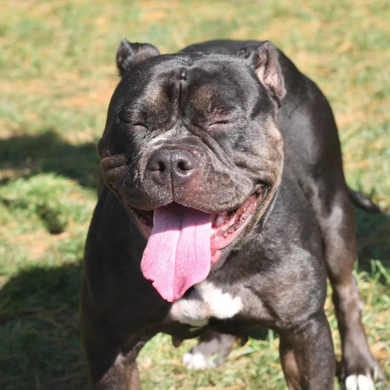 An adult medium-sized female Black Mixed Breed dog named Enchantress for adoption in Allentown, PA