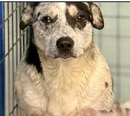 An adult medium-sized male Catahoula Leopard Dog dog named Beau for adoption in Largo, FL