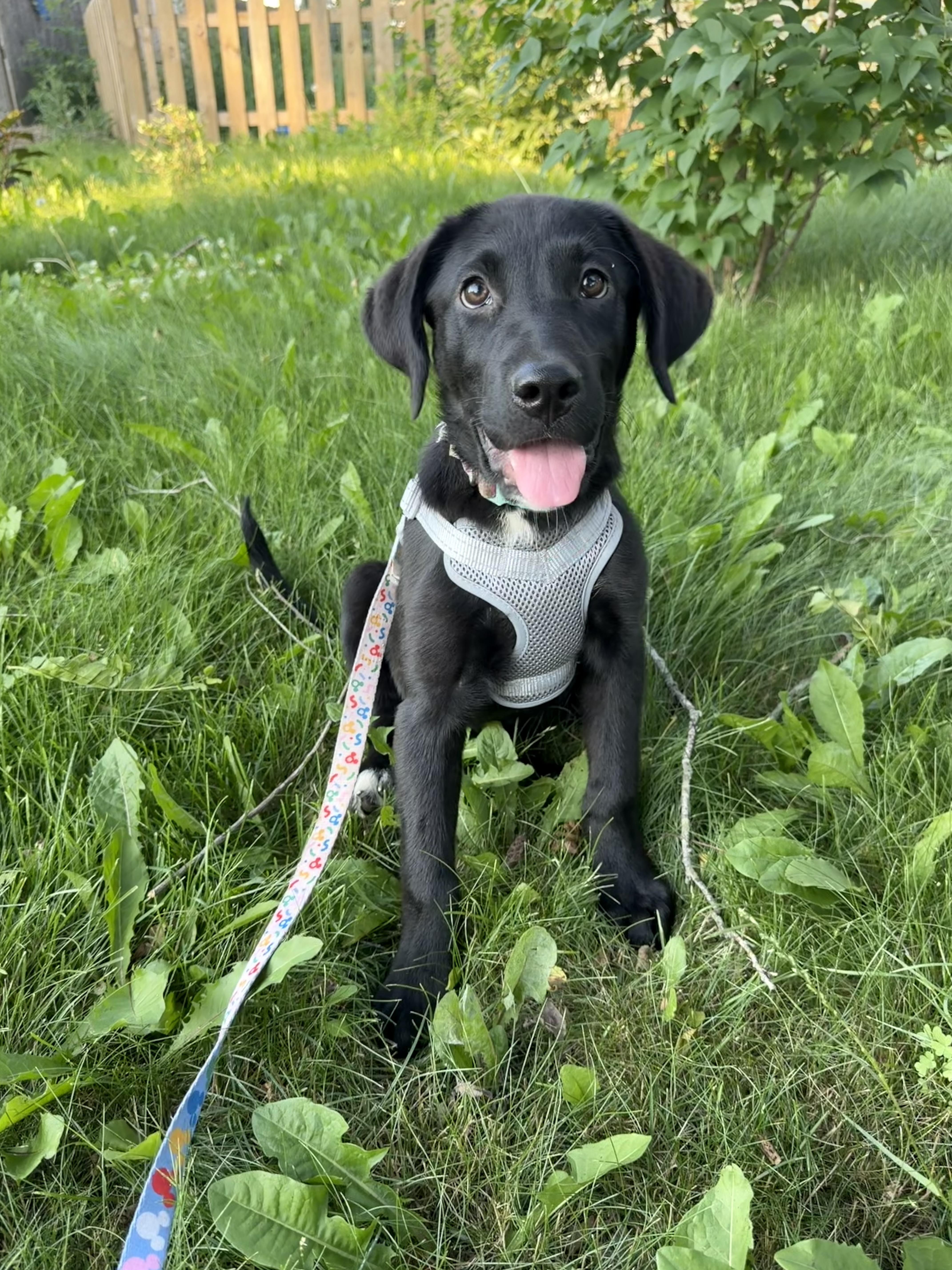 A baby large-sized female Black Mixed Breed dog named Beauty for adoption in Kenosha, WI