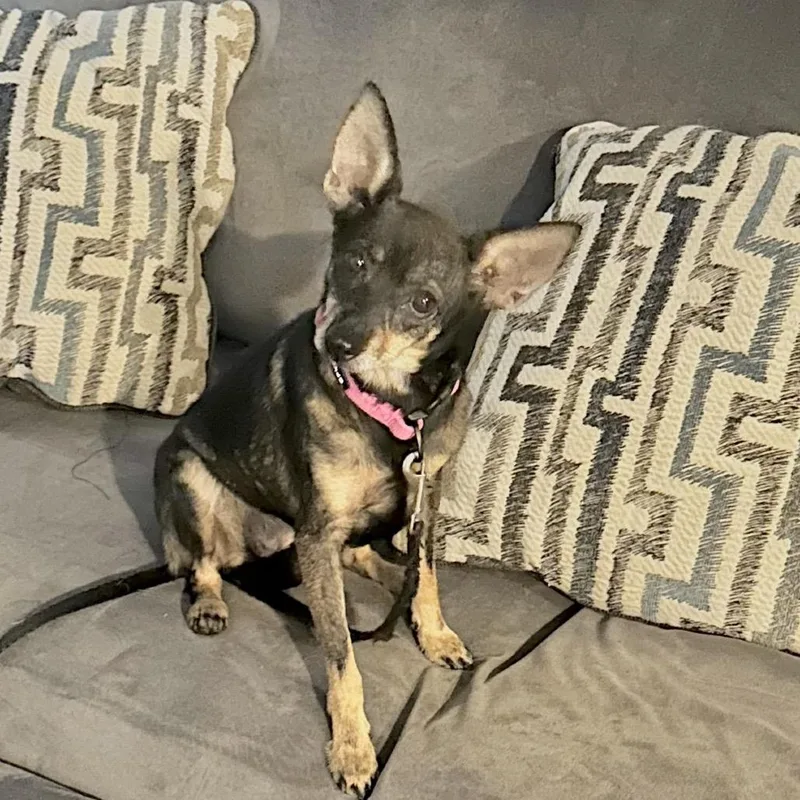 An adult small-sized female Black Chihuahua dog named Valhalla Arriving D for adoption in Princeton, MN