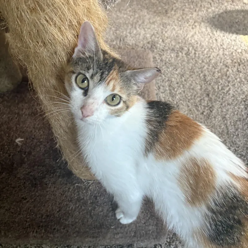An adult medium-sized female Calico Domestic Short Hair cat named Betsy for adoption in Natchez, MS