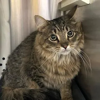 An adult large-sized male Brown / Chocolate Domestic Medium Hair cat named Jerry for adoption in Knoxville, TN