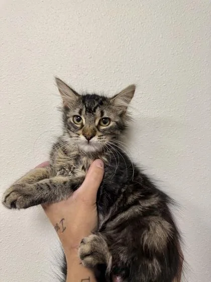 A baby small-sized female Domestic Medium Hair cat named Wellsy for adoption in Aberdeen, SD