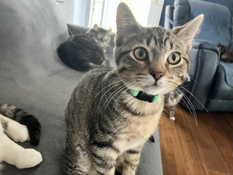 A baby medium-sized male Tabby (Gray / Blue / Silver) Domestic Short Hair cat named Waffles for adoption in Unionville, MO