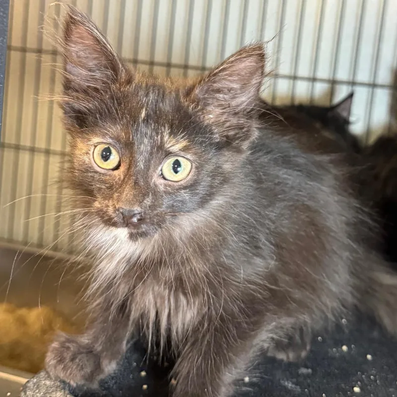 A baby medium-sized female Domestic Long Hair cat named Francesca for adoption in Saginaw, MI