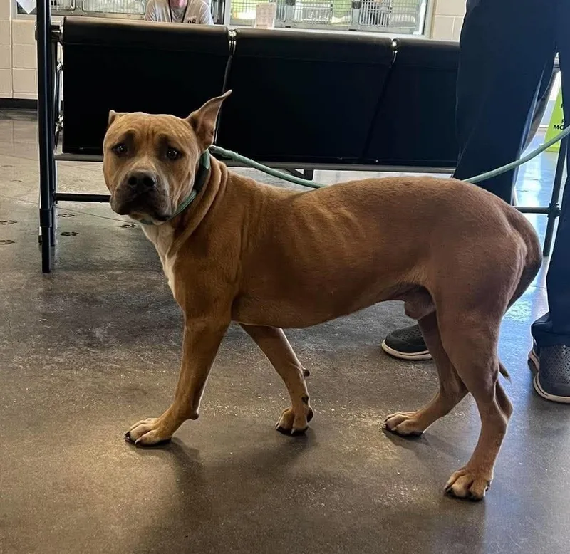 An adult medium-sized male Pit Bull Terrier dog named Found stray: Wilber for adoption in Rockwall, TX