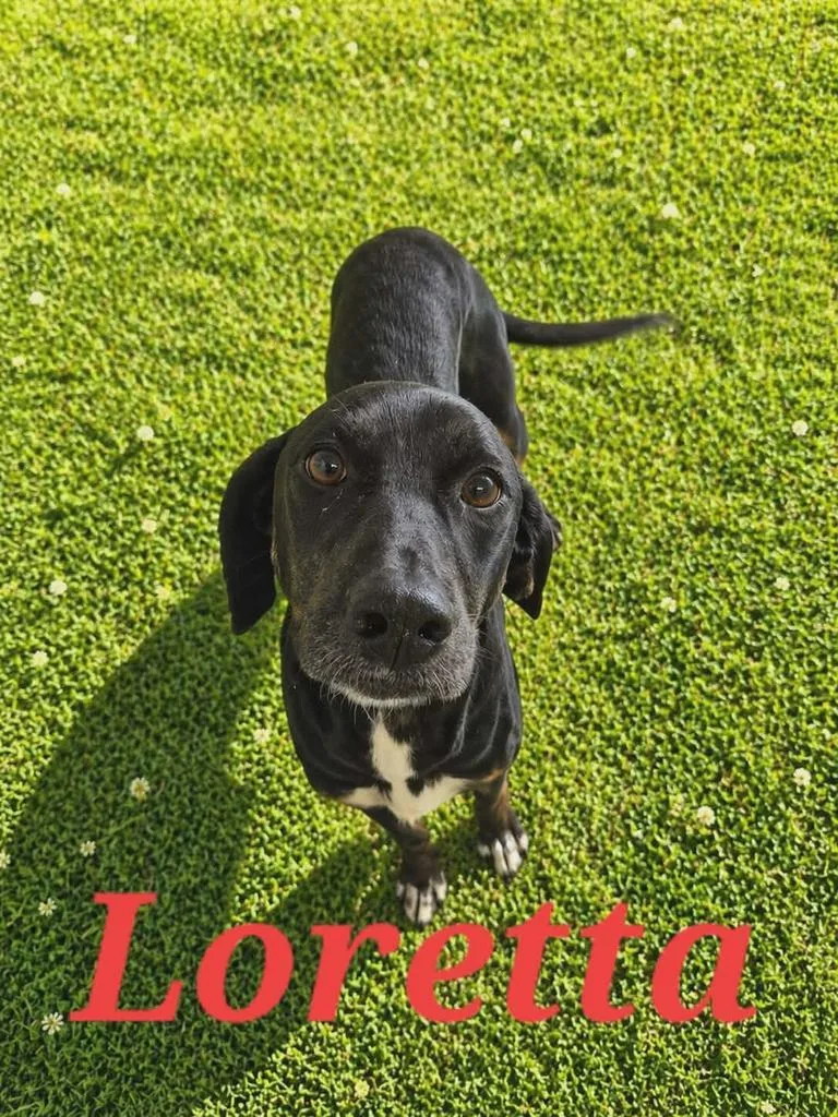 Loretta