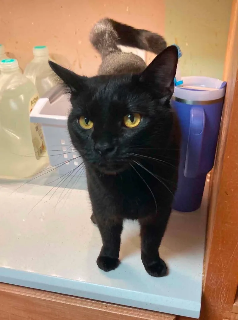 A young small-sized male Black Domestic Short Hair cat named Pan for adoption in Capshaw, AL