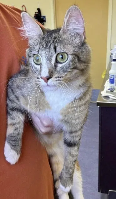A young medium-sized female Domestic Short Hair cat named Nutmeg for adoption in Santa Maria, CA
