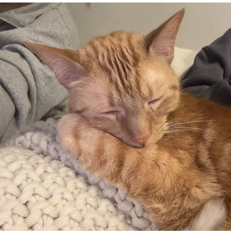An adult medium-sized male Orange / Red Domestic Short Hair cat named Popcorn for adoption in Chicago, IL