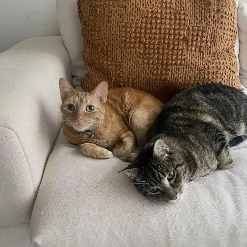 Popcorn thumbnail 2
