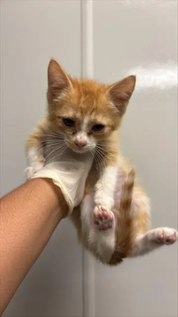 A baby small-sized male Domestic Short Hair cat named Steve for adoption in Ontario, CA