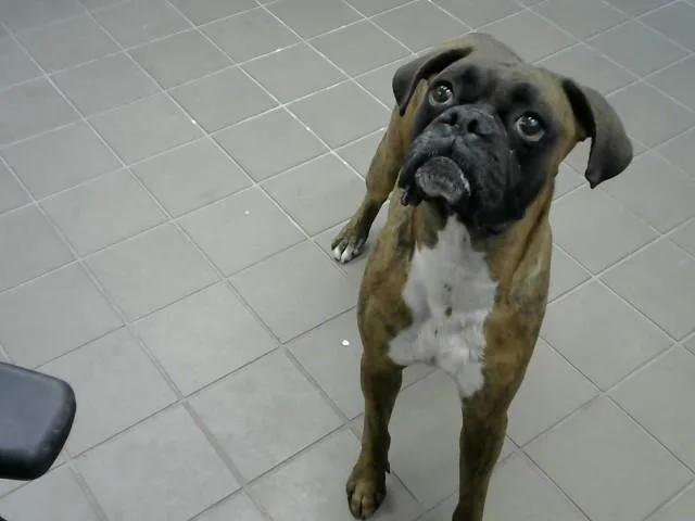 An adult medium-sized male Boxer dog named Joey for adoption in Albuquerque, NM