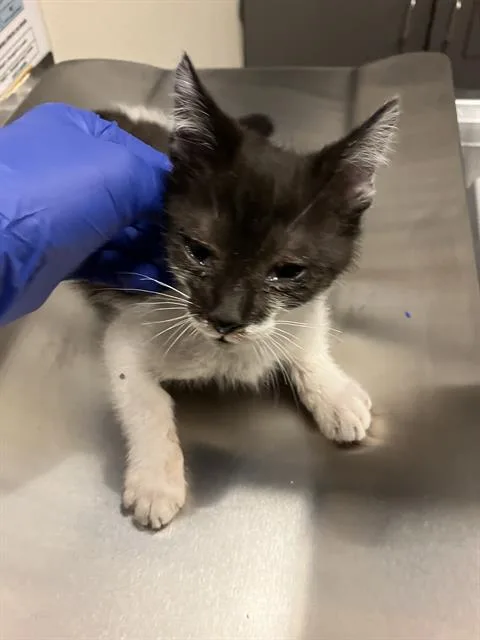 A baby small-sized male Domestic Short Hair cat named Marion for adoption in Long Beach, CA