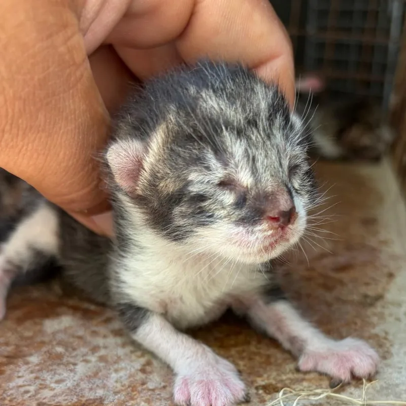 A baby small-sized male Gray / Blue / Silver Domestic Short Hair cat named Leeon for adoption in Edinburg, TX