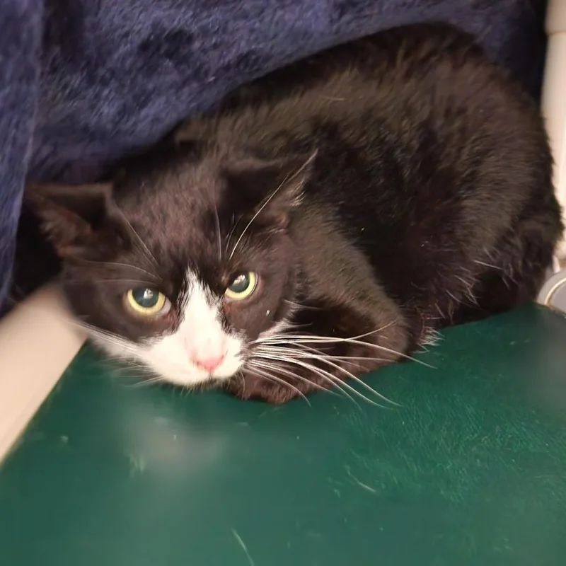 A senior medium-sized female Black Domestic Short Hair cat named Spurt for adoption in Grand Rapids, MI