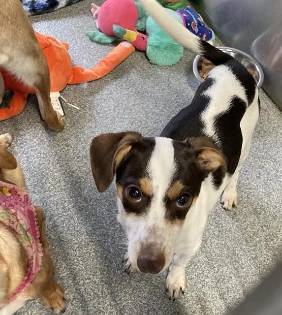 A young small-sized female Chihuahua dog named Brooklyn for adoption in Tustin, CA