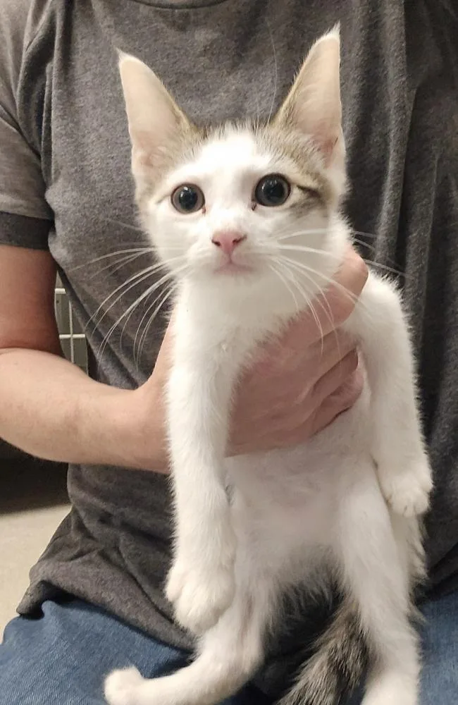 A baby small-sized male Domestic Short Hair cat named Flint for adoption in Dickson, TN
