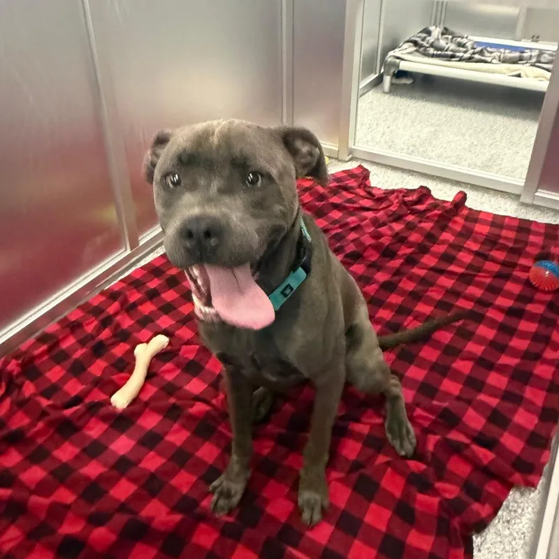 An adult medium-sized male Gray / Blue / Silver Mixed Breed dog named Theo for adoption in Mentor, OH