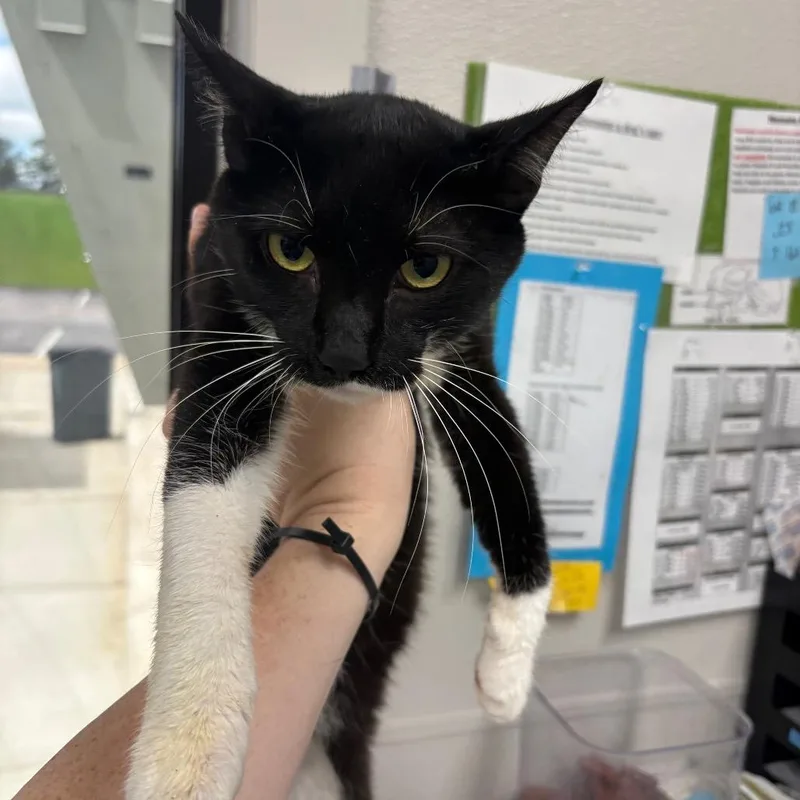 An adult medium-sized male Black Domestic Short Hair cat named Lotso for adoption in Columbiana, AL