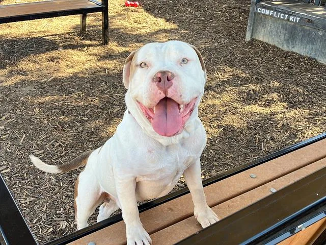 An adult medium-sized male American Bulldog dog named Alfredo for adoption in Tustin, CA
