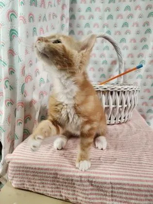 A baby small-sized male Domestic Long Hair cat named Shane for adoption in Bloomsburg, PA