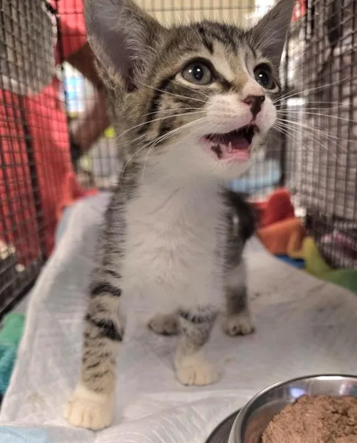 A baby small-sized female Domestic Short Hair cat named Capulet for adoption in San Antonio, TX