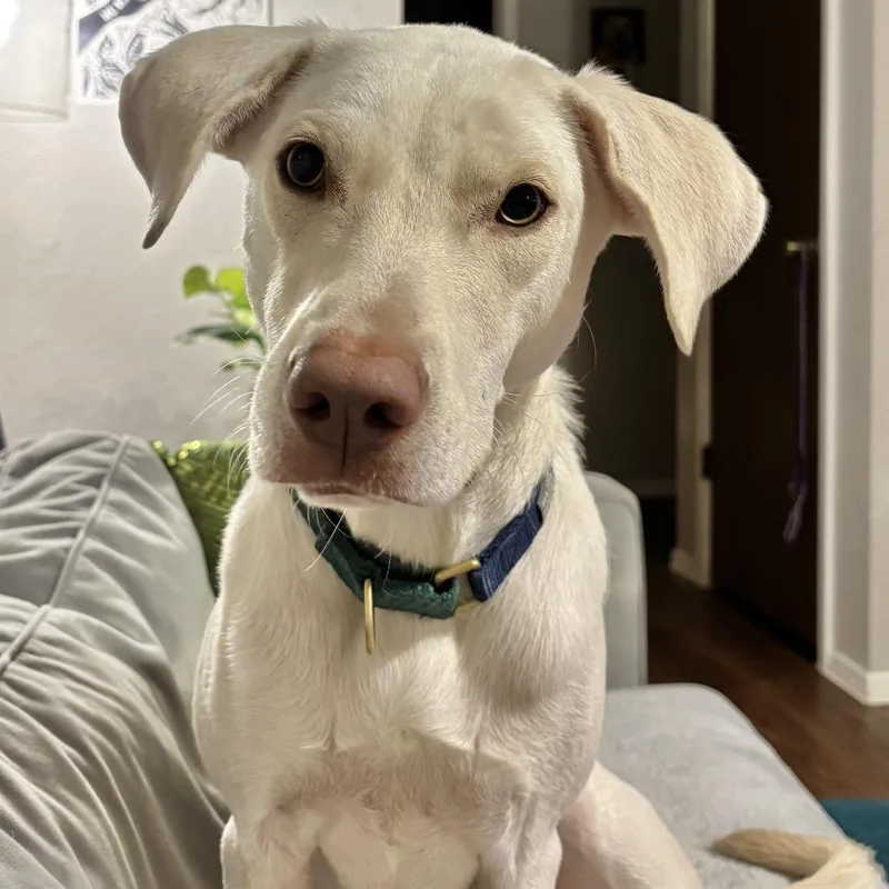 An adult medium-sized male White / Cream Labrador Retriever dog named Olaf for adoption in Austin, TX
