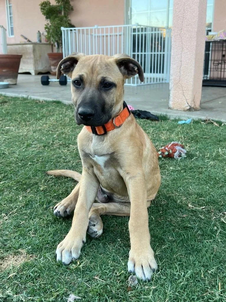 A baby large-sized male Shepherd dog named Bowser for adoption in Lemoore, CA