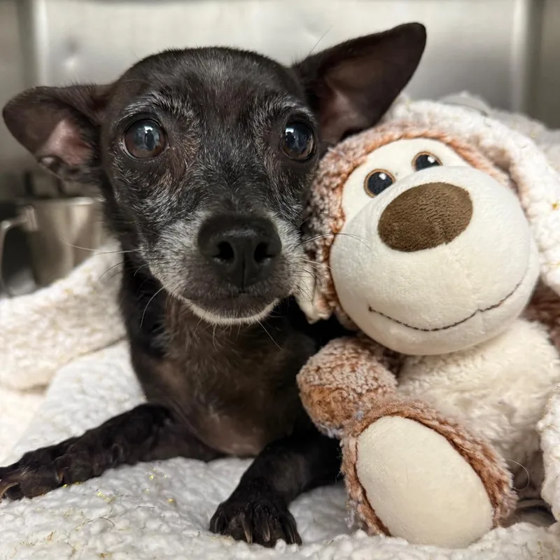 A senior small-sized female Black Chihuahua dog named Dorothy for adoption in Abilene, TX