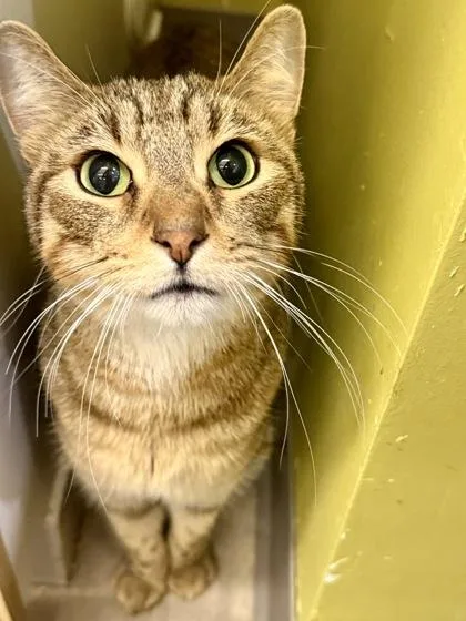 An adult medium-sized male Domestic Short Hair cat named Tony Caramel for adoption in Downers Grove, IL