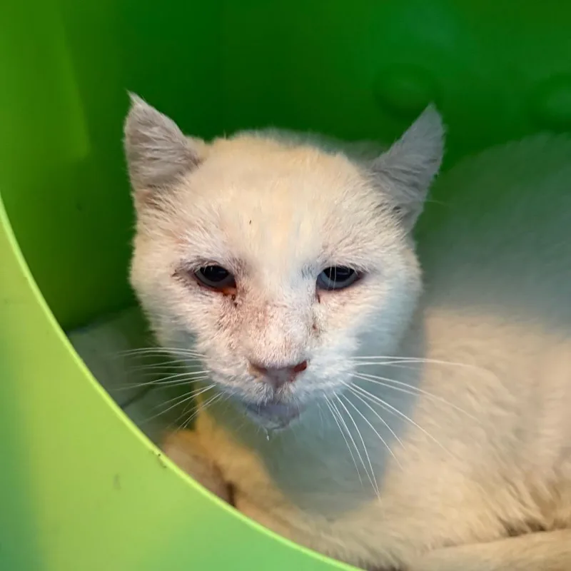 An adult small-sized male White Domestic Short Hair cat named Walter for adoption in Midland, TX