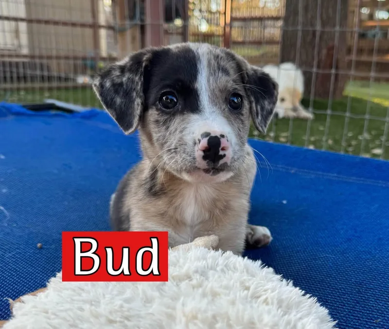 Bud thumbnail 6