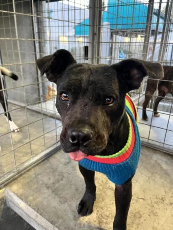 A young medium-sized female Cane Corso dog named Eloise for adoption in Los Angeles, CA