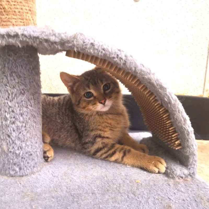 A young small-sized male Brown / Chocolate Domestic Short Hair cat named Hollander for adoption in Albert Lea, MN