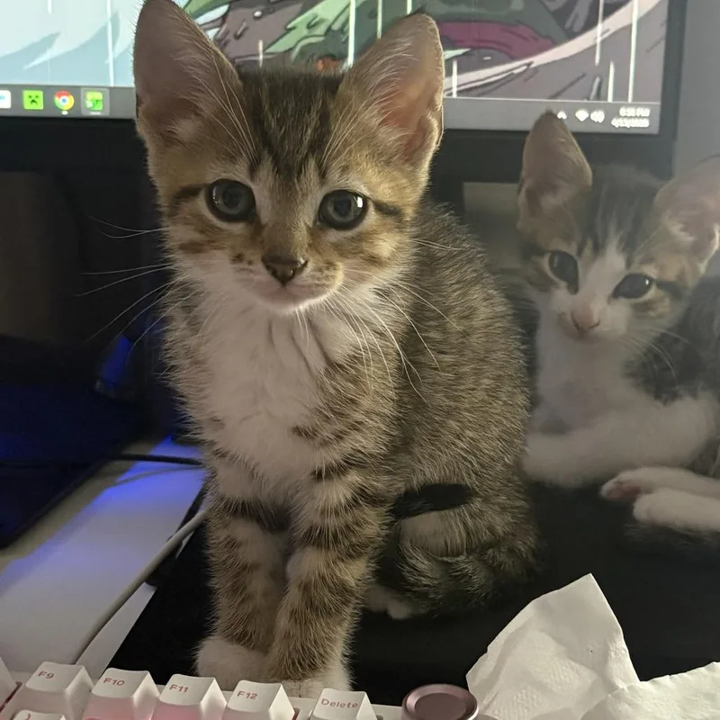 A baby small-sized male Brown / Chocolate Domestic Short Hair cat named Honey Bun for adoption in Bel Air, MD