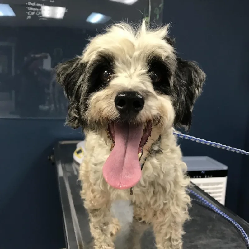 An adult small-sized male Black Poodle dog named Milton for adoption in Newark, NJ