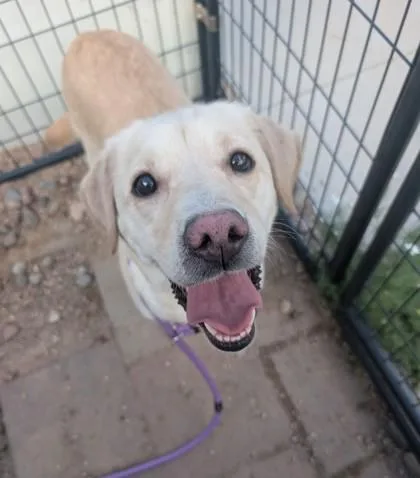 An adult large-sized female Labrador Retriever dog named Liberty for adoption in Divide, CO