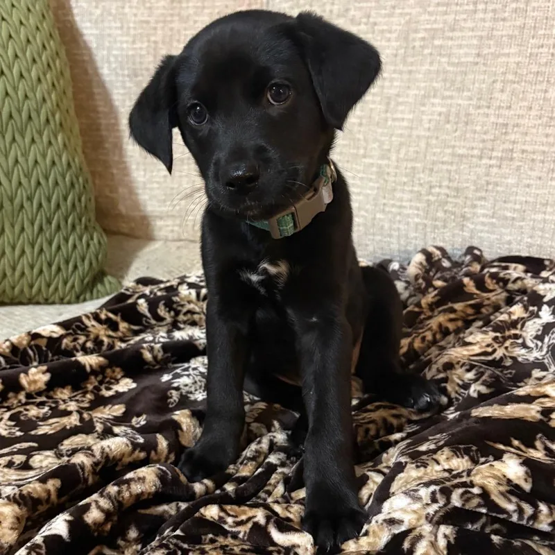 A baby small-sized female Black Mixed Breed dog named Rain for adoption in Buffalo, MN